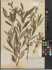 Foto von Salix alba L.